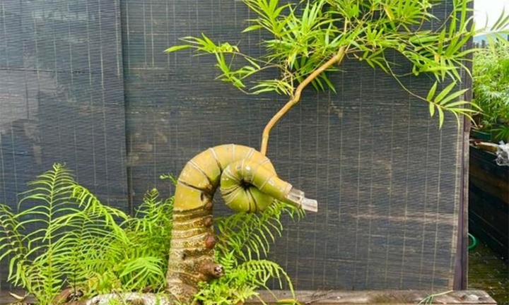 Từ cây dại trở thành 