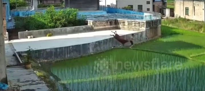 Clip: Thanh niên bị bò 