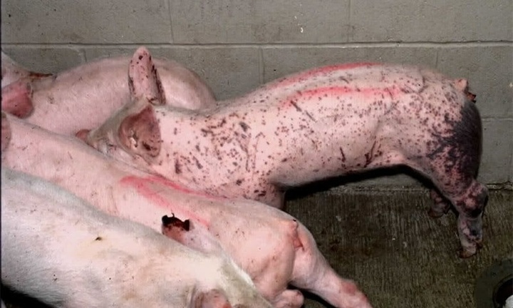 Hà Nội ghi nhận thêm trường hợp nhiễm liên cầu lợn