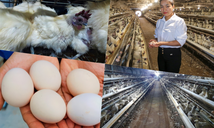  Bỏ phố về quê, thạc sĩ 9X khiến cả làng kinh ngạc với bí quyết nuôi gà đẻ trứng bằng...nhạc giao hưởng