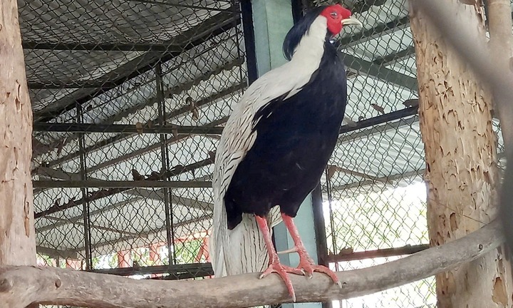 Chú gà lôi trắng 