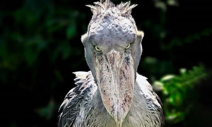 Loài chim quý hiếm bậc nhất thế giới, được ví như 