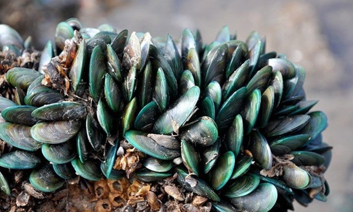 Con vật bám đầy ghềnh đá, ăn vào bổ ngang nhân sâm, quý ông săn tìm ráo riết