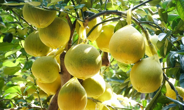 Loại cây ăn quả ở quê nay 