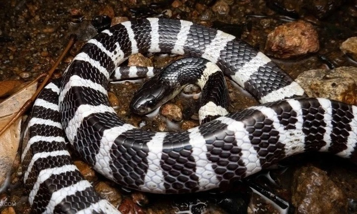 Bé 21 tháng tuổi phải nhập viện sau khi phát hiện rắn đen trắng bò gần