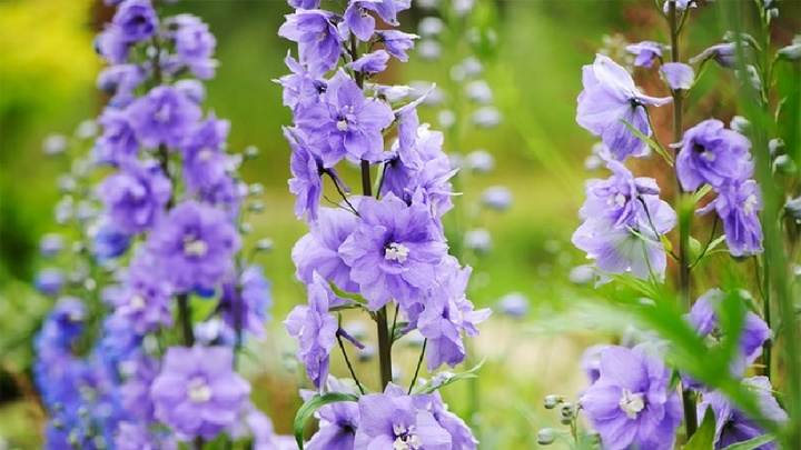 Loài hoa đẹp, tươi lâu nhưng chứa chất cực độc