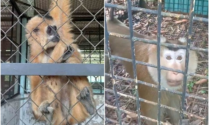 Người dân bàn giao loài vượn có màu 