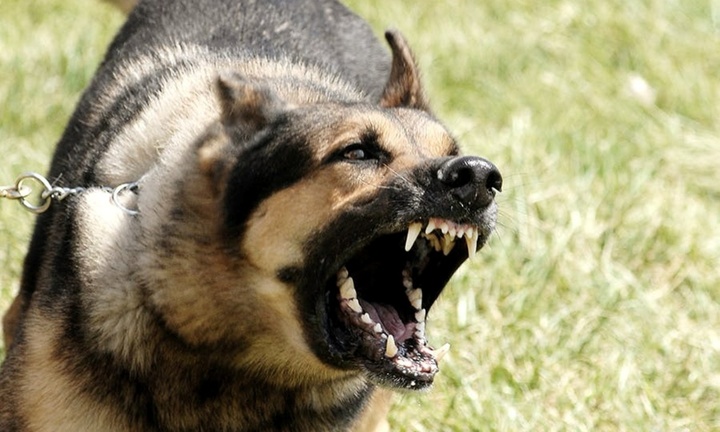 Đang chơi trước nhà, bé trai 6 tuổi bất ngờ bị chó nhà hàng xóm tấn công