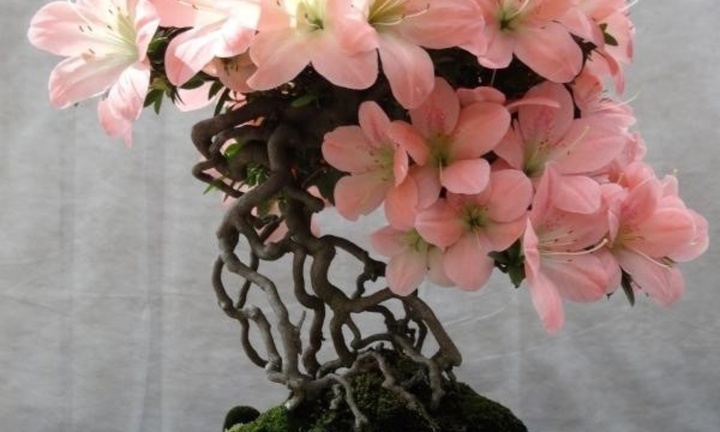 Hút hồn với vẻ đẹp mê đắm của bonsai đỗ quyên, có cây giá gần tỷ đồng