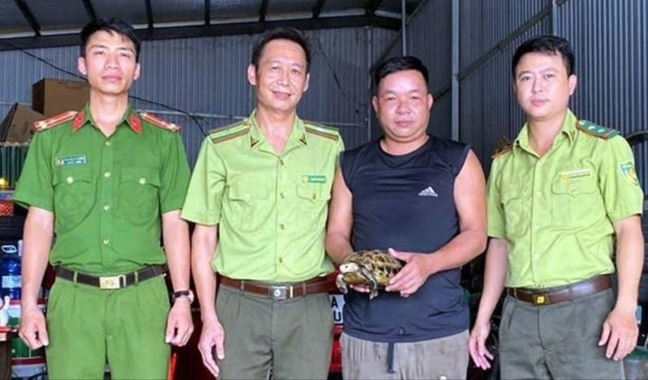 Một cá thể rùa núi vàng quý hiếm nặng