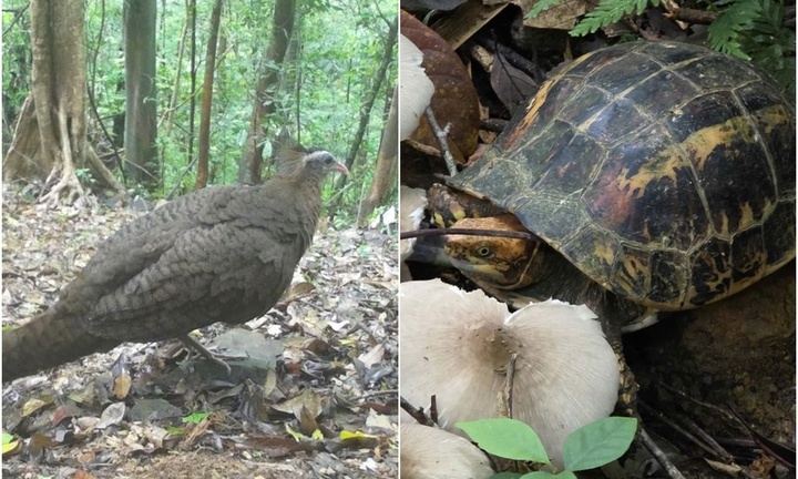 Rùa hộp trán vàng, trĩ sao quý hiếm lọt vào