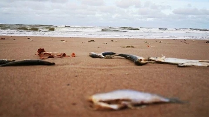 Bé 6 tuổi nguy kịch, suýt phải cưa chân vì giẫm cá chết trên bãi biển