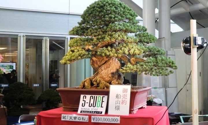 Cận cảnh những cây bonsai đắt nhất thế giới, được ví là tuyệt tác nghệ thuật, phục vụ giới xa xỉ