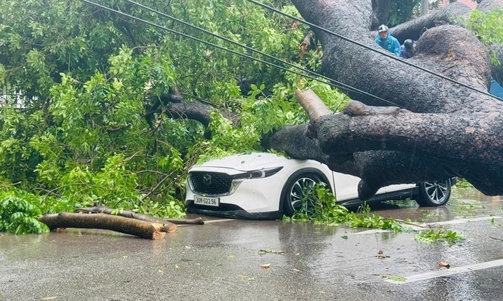 Clip: Cây xà cừ cổ thụ ở Hà Nội bật gốc, đè trúng  2 