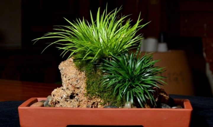 Chiêm ngưỡng những loại bonsai