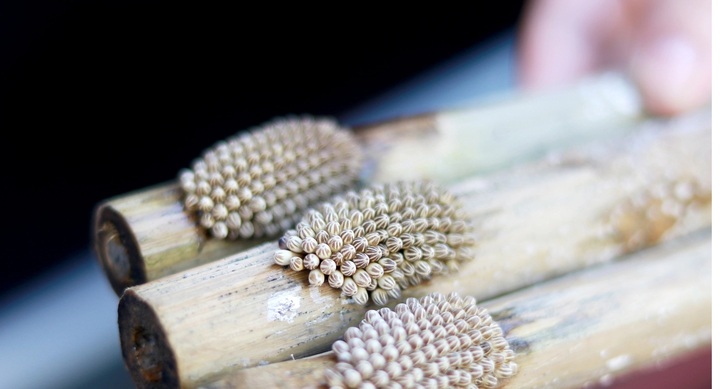 Bỏ phố về quê nuôi loài mang 