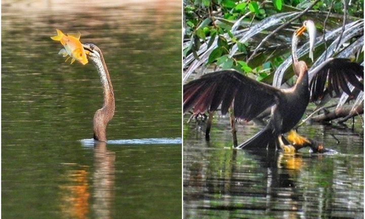 Loài chim quý hiếm có tên trong Sách đỏ Việt Nam xuất hiện ở khu Phú Mỹ Hưng 