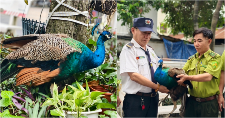 Chim công Ấn Độ