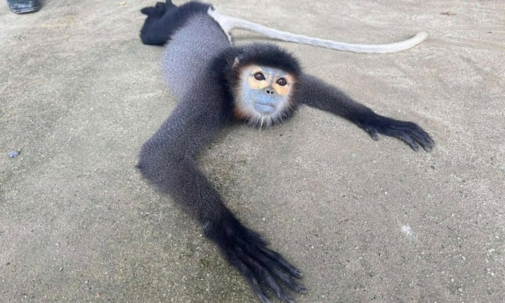 Người dân giao nộp voọc chà vá chân đen, có tên trong Sách Đỏ cho kiểm lâm