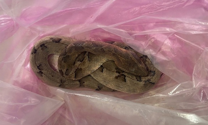 Bị rắn cực độc cắn, người đàn ông cho rắn vào túi bóng, xách cả vào bệnh viện