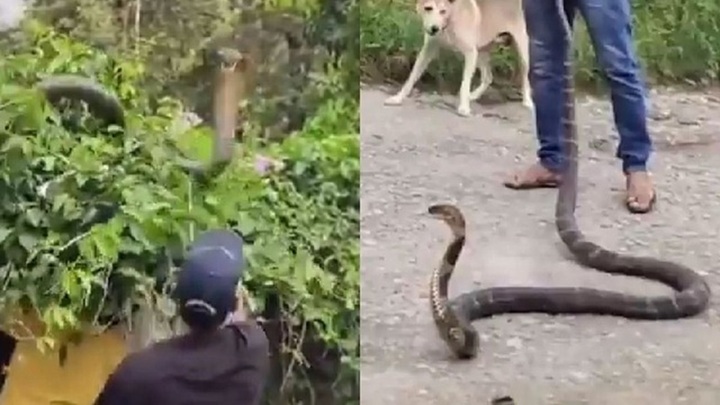 Clip: Rắn hổ mang 