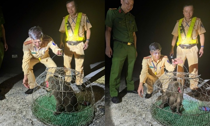 Phát hiện con vật quý hiếm, biểu hiện hung dữ, mặt đỏ lừ đi lạc vào nhà dân ở Hưng Yên