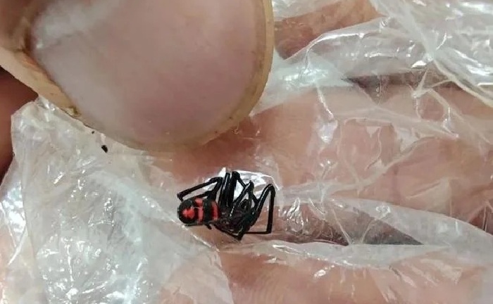 Bị loài vật lạ cắn vào lưng, nam thanh niên nhập viện trong tình trạng nguy kịch