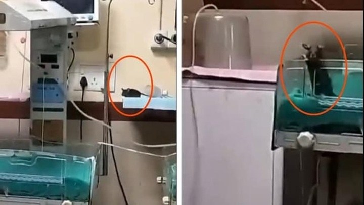 Clip: Chuột cắn hai trẻ sơ sinh đang điều trị tại phòng ICU ở Ấn Độ