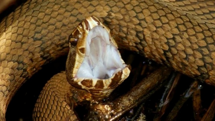 Nuốt mật rắn để bồi bổ, dị vật lạ 18 cm