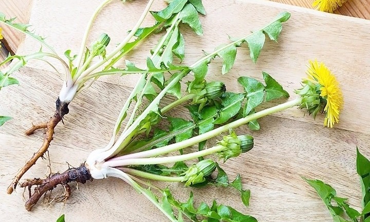 Cây bồ công anh có tác dụng chữa bệnh tuyệt vời ra sao