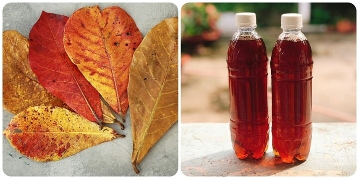 Công dụng của nước lá bàng đối với sức khỏe