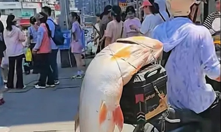 Clip: Câu được cá