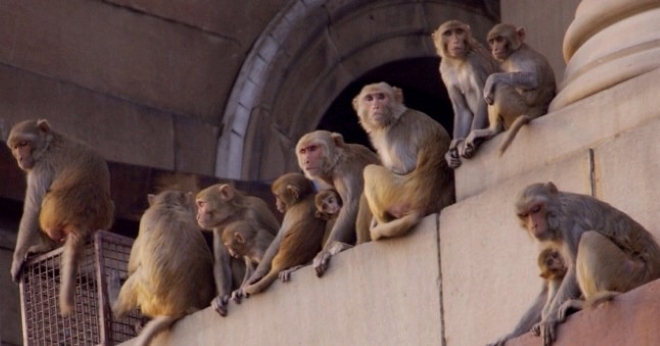 Ngủ một mình trong phòng, bé 2 tháng tuổi bị đàn khỉ bắt cóc, rơi vào thùng nước tử vong ở Ấn Độ