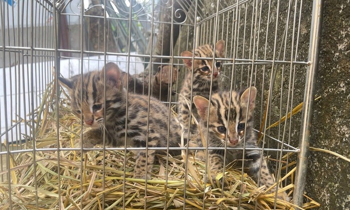 Phát hiện 3 con mèo rừng bị bỏ trong bao tải ven đường, người đàn ông mang nộp công an