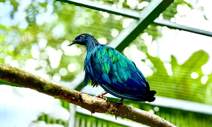 Người dân giao nộp 5 con chim có tên Sách đỏ, có bộ lông xanh ánh kim đẹp mê mẩn