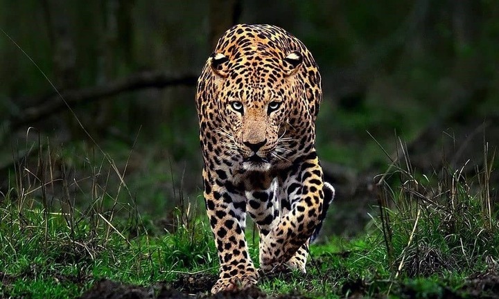 Đi lấy sữa gần trang trại, bé gái 10 tuổi bị báo tấn công, kéo vào cánh đồng mía, tử vong thương tâm