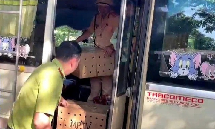 Kiểm tra xe khách, phát hiện 136 cá thể chim chào mào trái phép
