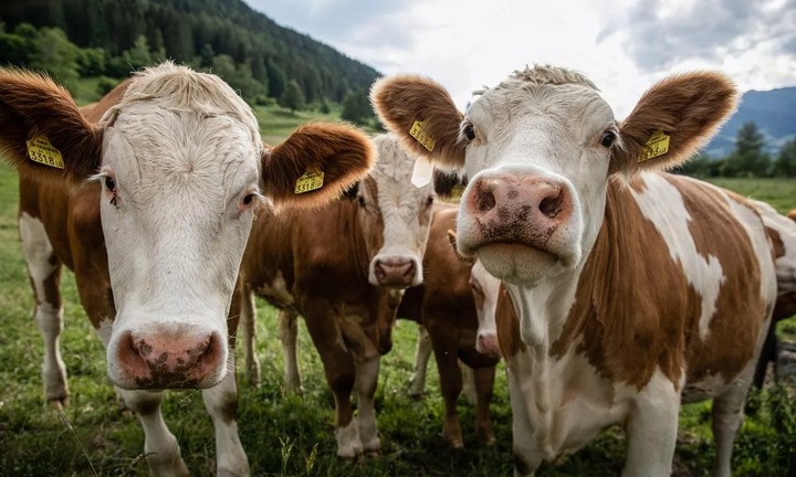 Bị chó làm hoảng sợ, đàn bò nổi điên tấn công, giẫm đạp khiến cụ ông 85 tuổi tử vong thương tâm