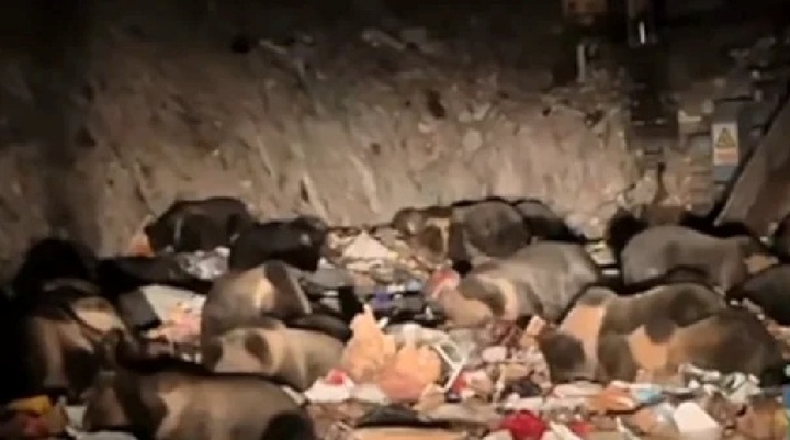 Người đàn ông kinh hãi phát hiện hơn 30 con gấu nâu Tây Tạng chen chúc, lục lọi bãi rác