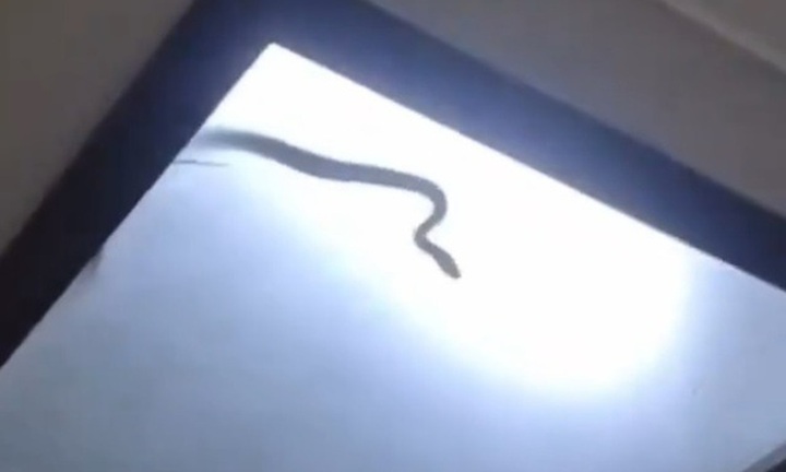 Phát hiện rắn hổ mang khổng lồ đột nhập nhà, cả gia đình hoảng loạn không dám ra khỏi phòng 2 ngày