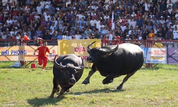 Tin thời sự hôm nay (13/9): Phát hành 17.000 giấy mời xem hội chọi trâu Đồ Sơn