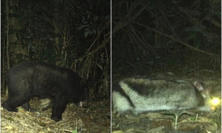 Bẫy ánh phát hiện thỏ sọc Trường Sơn và gấu ngựa quý hiếm ở Khe Nước Trong