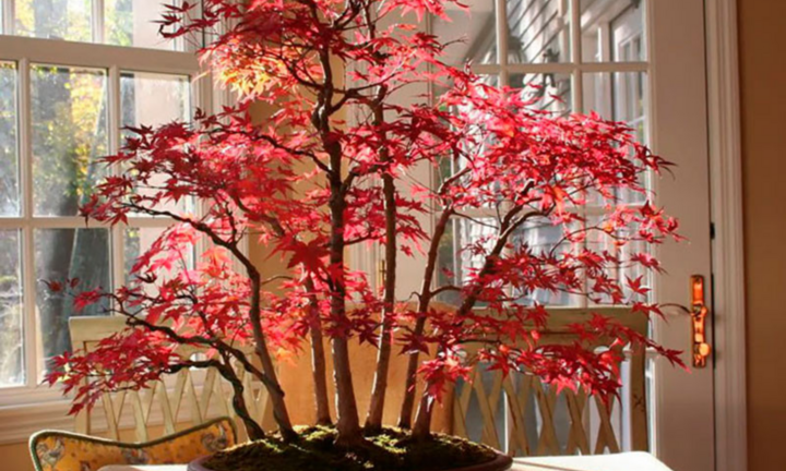 Loại cây hiếm thấy ở Việt Nam bất ngờ trở thành thú chơi xa xỉ của giới đại gia Việt