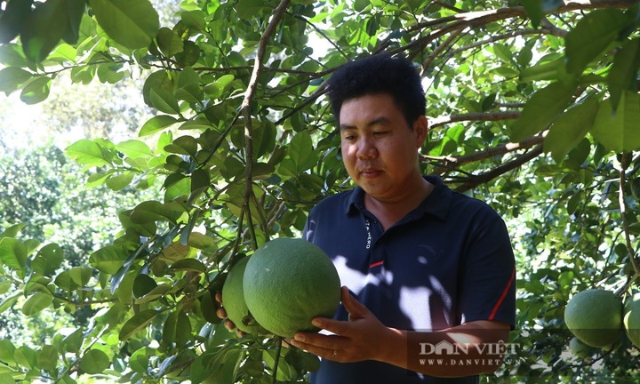 Từ bỏ giảng đường về quê trồng bưởi, 9X khiến bạn bè choáng váng với thu nhập 8 tỷ/năm và ghế Giám đốc ở tuổi 32