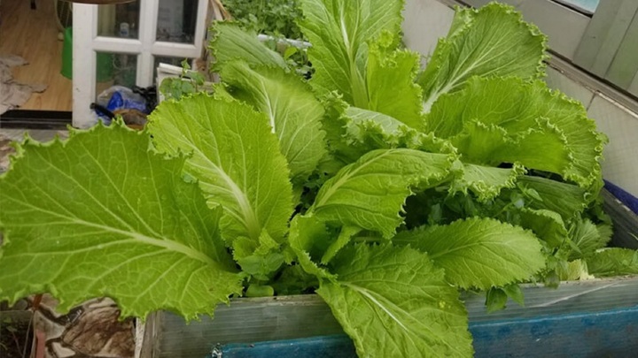 Cách trồng rau cải bẹ muối dưa cực đơn giản tại nhà