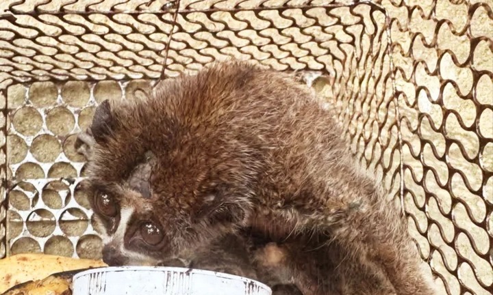 Người dân phát hiện động vật quý hiếm, có tên trong sách Đỏ ẩn nấp tại vườn nhà