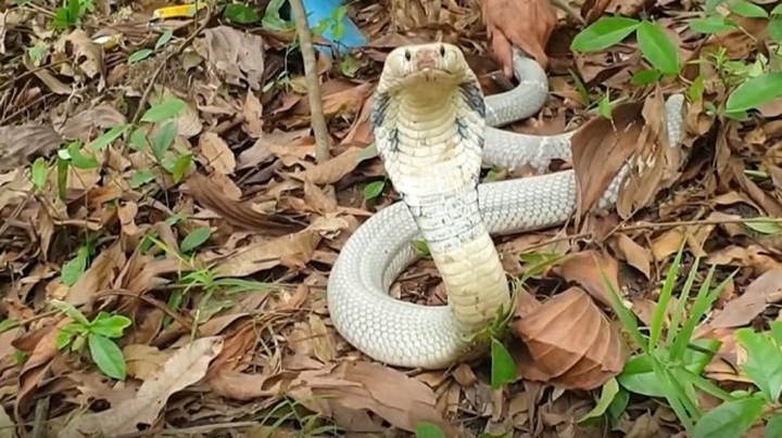 Phát hiện rắn hổ mang trắng quý hiếm, dài 2,4m trong sân nhà buổi sáng sớm