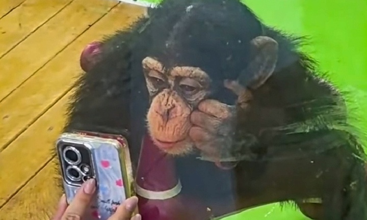 Vườn thú ở Trung Quốc cấm du khách cho tinh tinh xem điện thoại