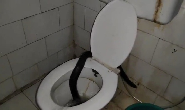 Bác sĩ kinh hoàng la hét khi chứng kiến cảnh tượng rùng rợn trong phòng tắm