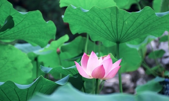 Lá sen có tác dụng gì?